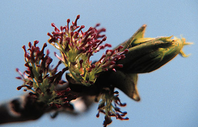 Fraxinus excelsior