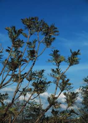 Fraxinus excelsior