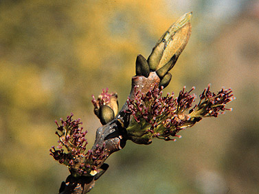 Fraxinus excelsior