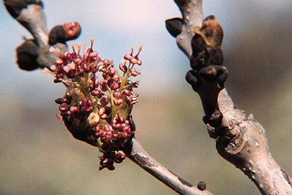 Fraxinus excelsior