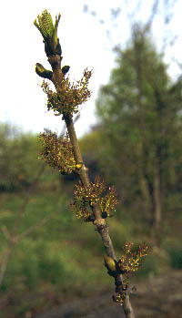 Fraxinus excelsior, May 10