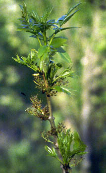 Fraxinus excelsior, May 25