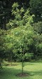 Fraxinus chinensis tree 62,5KB