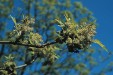 Fraxinus chinensis male inflorescencse 61,0KB