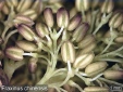 Closeup of male flowers 60,3KB