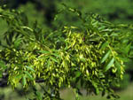 Fraxinus excelsior fruits