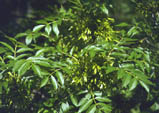 Fraxinus excelsior fruits