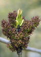 Fraxinus excelsior