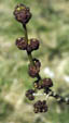 Fraxinus excelsior male flowers