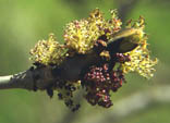 Fraxinus excelsior male flowers