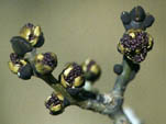 Fraxinus excelsior male flowers