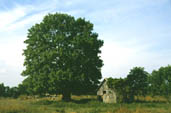 Fraxinus excelsior tree