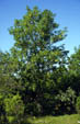 Fraxinus excelsior