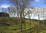 Fraxinus excelsior habitat