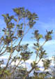 Fraxinus excelsior flowering branches