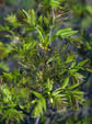 Fraxinus excelsior young fruits