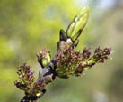 Fraxinus excelsior