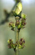 Fraxinus excelsior
