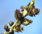 Fraxinus excelsior