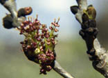 Fraxinus excelsior