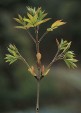 Fraxinus lanuginosa vegetative shoot 43,7KB