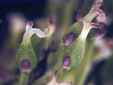 Fraxinus mandshurica flower closeup 54.0KB