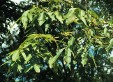Fraxinus mandshurica foliage 62.9KB