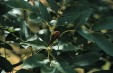 ornus-leaves.jpg