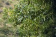 Fraxinus angustifolia fruits 56.4KB