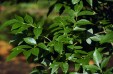 Fraxinus pennsylvanica leaves 39.5KB