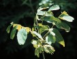 Fraxinus quadrangulata fruiting twig 61.1KB