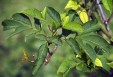 Fraxinus sieboldiana leaves 38.7KB