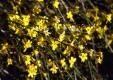 Jasminum_nudiflorum.jpg