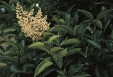 Ligustrum_lucidum.jpg