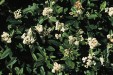 Ligustrum_vulgare.jpg