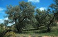 Olea_europaea-tree.jpg