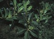 Osmanthus_rigidus.jpg