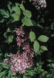 Syringa julianae 64.4KB