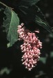 Syringa komarowii 59.6KB