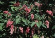 Syringa reflexa 62.5KB