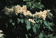 Syringa reticulata 64.8KB