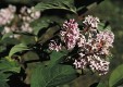 Syringa reflexa 56.4KB