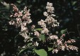 Syringa tomentella 58.9KB