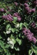 Syringa vulgaris 59.6KB