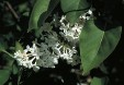 Syringa vulgaris 60.9KB