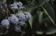 Syringa vulgaris 53.4KB