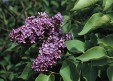 Syringa vulgaris 62.8KB