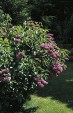 Syringa vulgaris 57.9KB