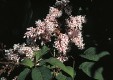 Syringa yunnanensis 69.5KB