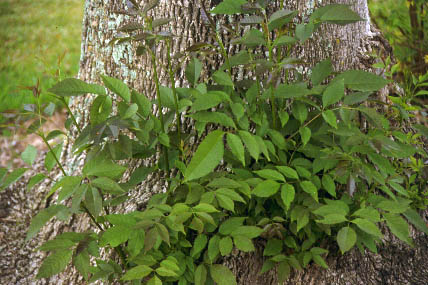 Fraxinus uhdei